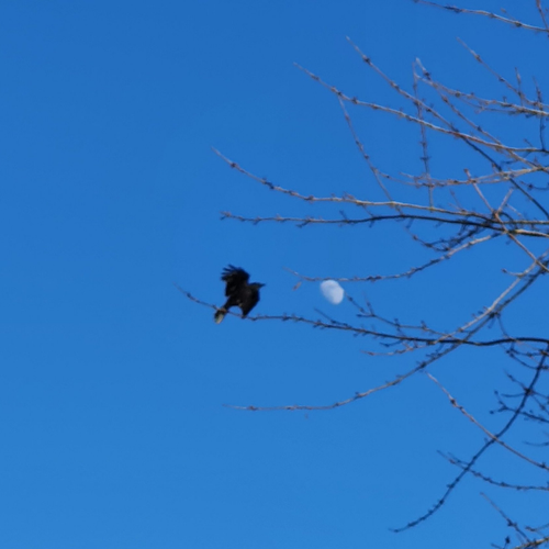 Crow flies to the moon! ????.png