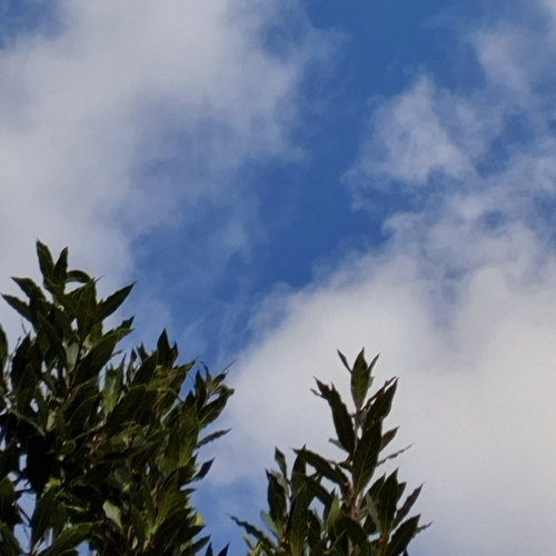 Bay leaves and blue sky.png