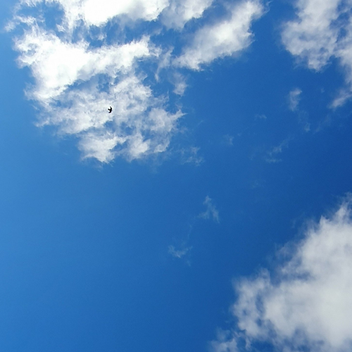 Bird in blue sky above.png