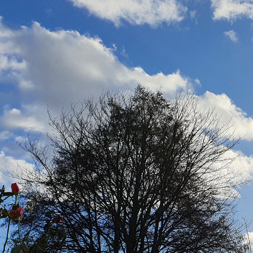 Tree, roses and blue sky.png