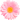 pink daisy.webp