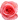 pink rose.webp