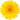 yellow daisy.webp