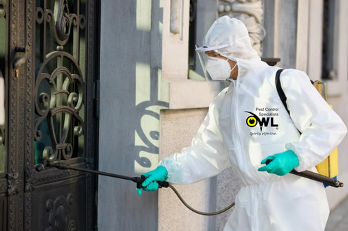 Get Rid of Pests with Owl Pest Control in Dublin.png