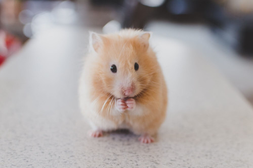 Hamster Food Squamish.jpg