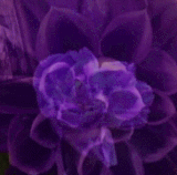 Enya Only Time music video purple flower.gif