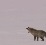 Raposa Caçando (Gif).gif