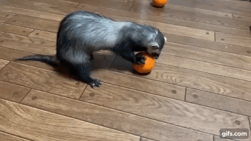nRoPAp.gif