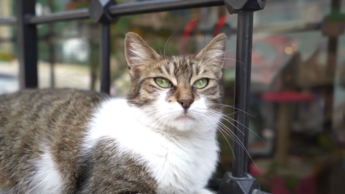 Snimak ekrana (417).png