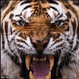 tigerx.png