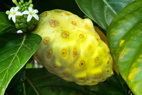 noni fruit%C2%A9iStock