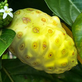 noni fruit%C2%A9iStock