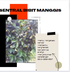 bibit manggis 7.png