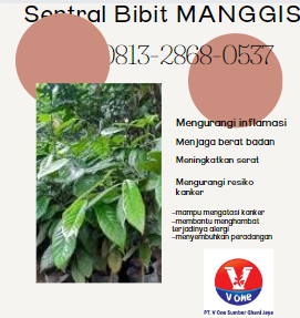 bibit manggis 6.png