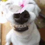 c.gif
