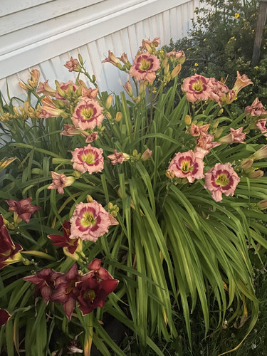 8E91478A 0C8C 490E 80E1 BE6351F9F3D7.jpg