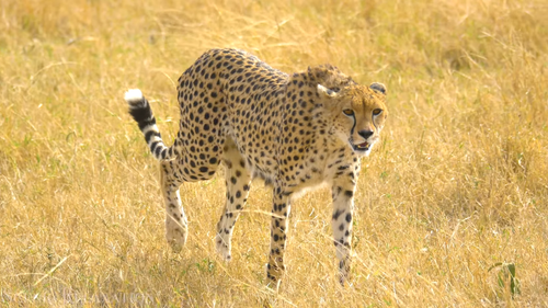 Snimak ekrana (439).png