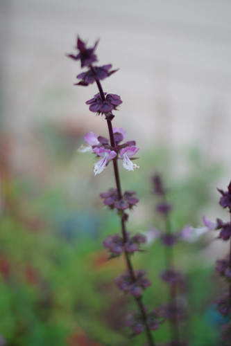 Basil Flowers.jpg