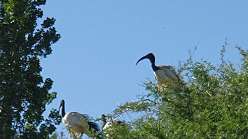 IMG 20221111 WA0036.jpg