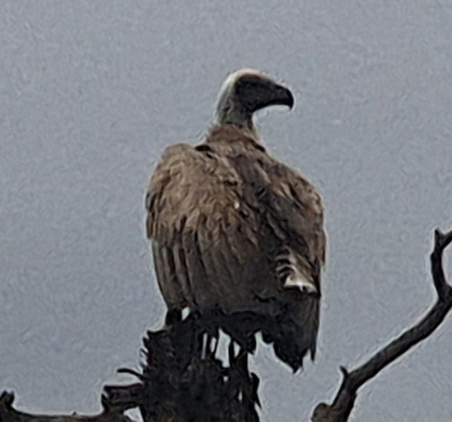 IMG 20221102 WA0001.jpg