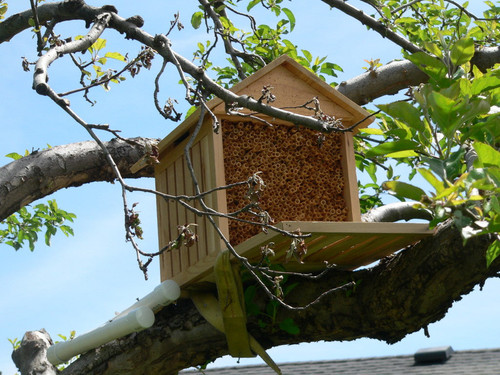 Solitary Bees.jpg
