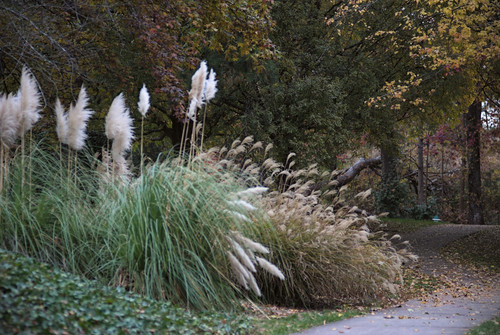 grass flowers by path