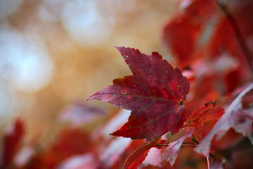 red leaf