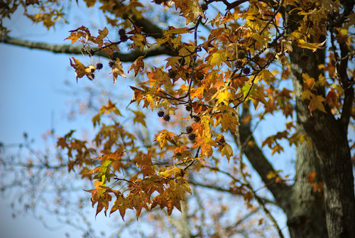 branch in fall