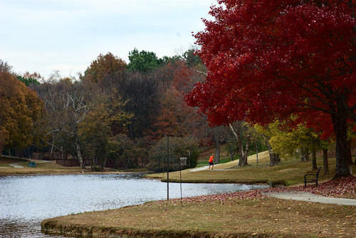 more red tree