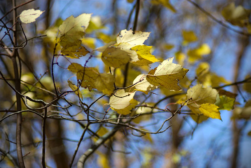 windy yellow