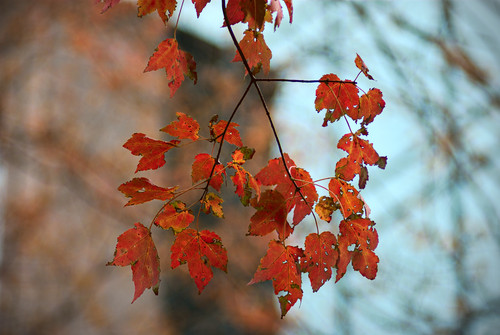 more leaves by building.jpg