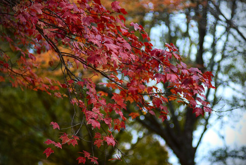 red branch.jpg