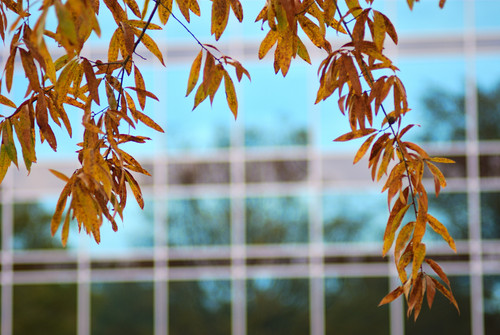 leaves by window