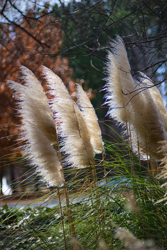 windy grass flowers.jpg