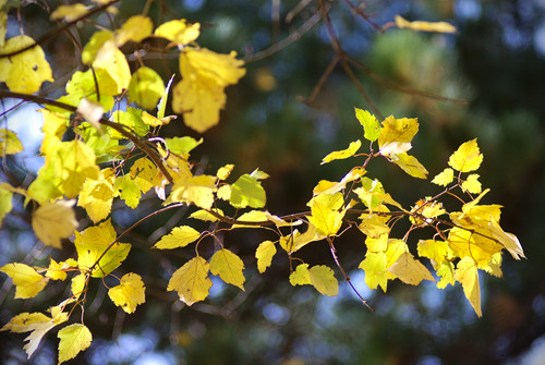 bokeh and leaves