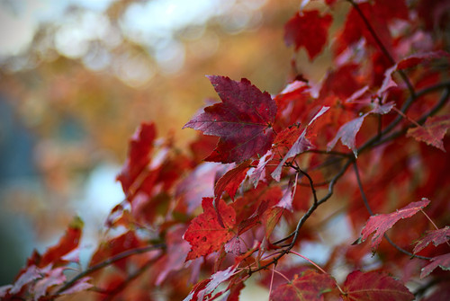 sea of red