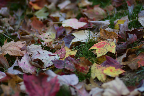 leaves on grass.jpg