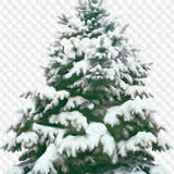1563198948 trees 13