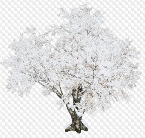 1563198909 trees 6.jpg