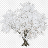 1563198909 trees 6