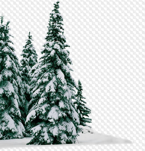 1563198982 trees 10.jpg