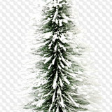 1563198942 trees 12
