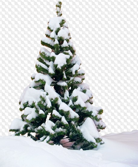 1563198999 trees 16.jpg