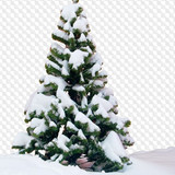 1563198999 trees 16