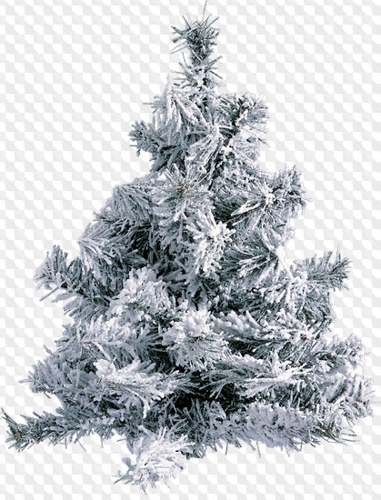 1563199002 trees 18.jpg