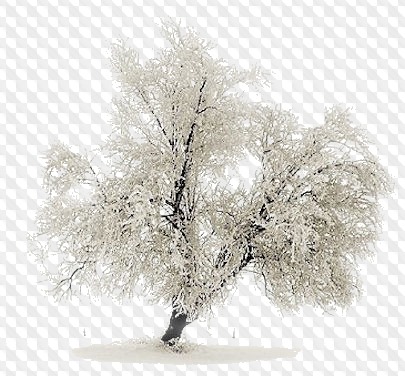 1563198918 trees 7.jpg