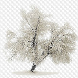 1563198918 trees 7
