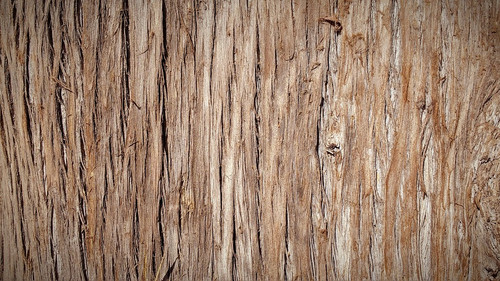 trunk 1615374 960 720.jpg