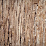 trunk 1615374 960 720