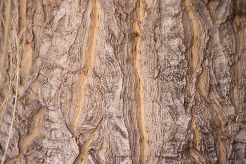 tree 1665601 960 720.jpg